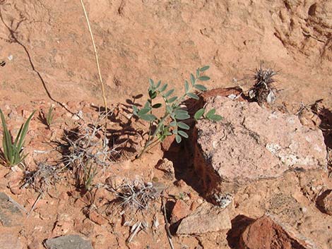 Three-corner Milkvetch (Astragalus geyeri var. triquetrus)