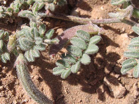 Nye Milkvetch (Astragalus nyensis)