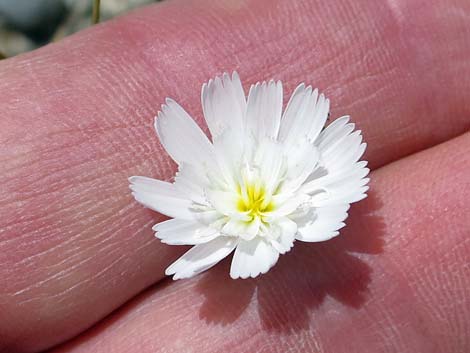 Gravel Ghost (Atrichoseris platyphylla)