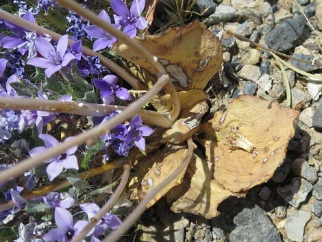 Gravel Ghost (Atrichoseris platyphylla)