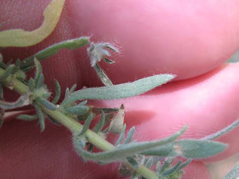 Fivehorn Smotherweed (Bassia hyssopifolia)