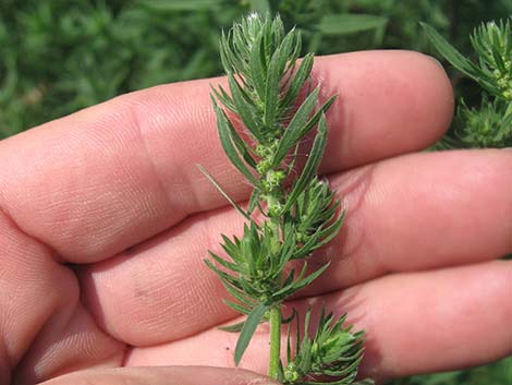 Kochia (Bassia scoparia)