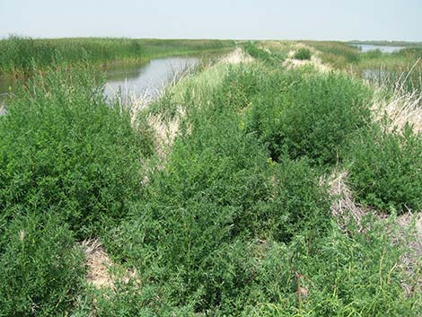 Kochia (Bassia scoparia)