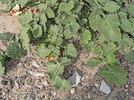 Black Mustard (Mutarda nigra)