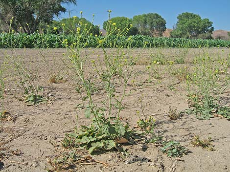 Black Mustard (Mutarda nigra)