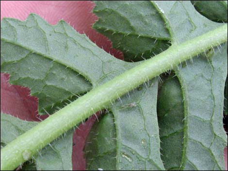 Sahara Mustard (Brassica tournefortii)