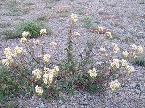 Booth's Evening Primrose (Eremothera boothii)