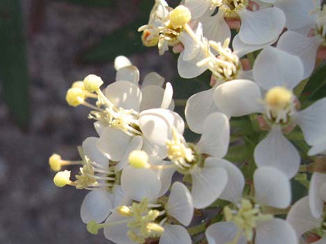 Booth's Evening Primrose (Eremothera boothii)