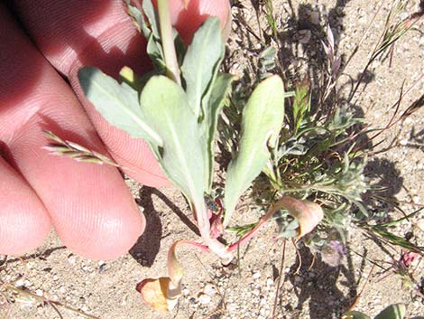 Booth's Evening Primrose (Eremothera boothii)