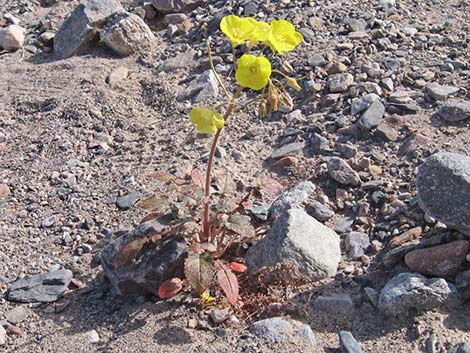 Golden Evening-Primrose (Chylismia brevipes)