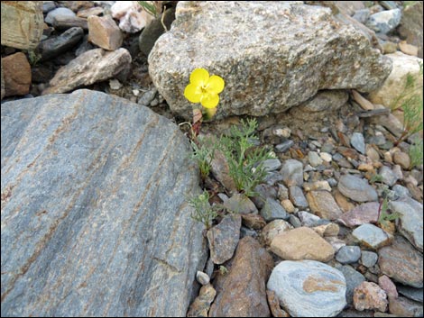 Golden Evening-Primrose (Chylismia brevipes)