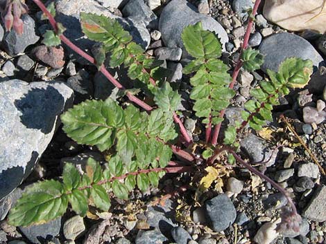 Brown-eyed Evening-Primrose (Chylismia claviformis)