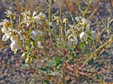 Brown-eyed Evening-Primrose (Chylismia claviformis)