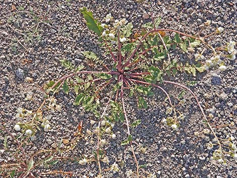 Brown-eyed Evening-Primrose (Chylismia claviformis)