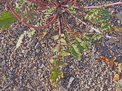 Brown-eyed Evening-Primrose (Chylismia claviformis)