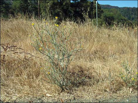 Yellow Star thistle (Centaurea solstitialis)