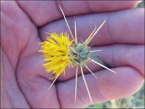 Yellow Star thistle (Centaurea solstitialis)