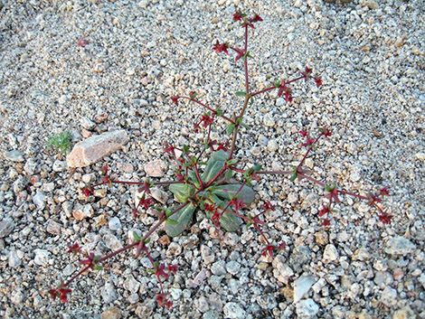 Red Triangles (Centrostegia thurberi)