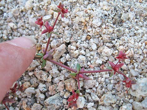 Red Triangles (Centrostegia thurberi)