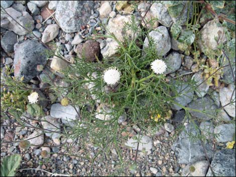 Pebble Pincushion (Chaenactis carphoclinia)