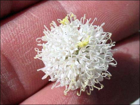 Pebble Pincushion (Chaenactis carphoclinia)