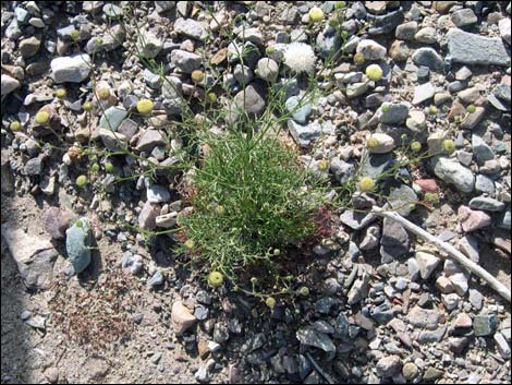 Pebble Pincushion (Chaenactis carphoclinia)