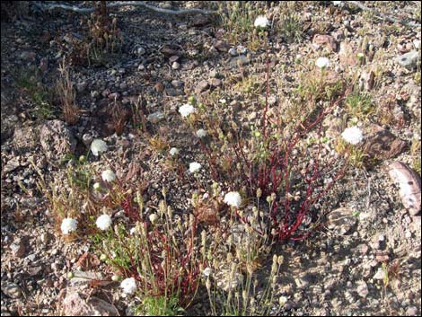 Pebble Pincushion (Chaenactis carphoclinia)