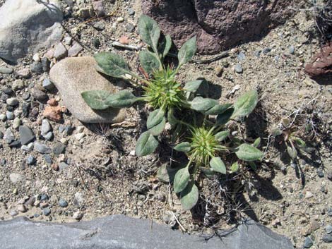 Devil's Spineflower (Chorizanthe rigida)