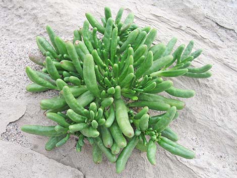 Dead Man's Fingers (Cistanthe ambigua)