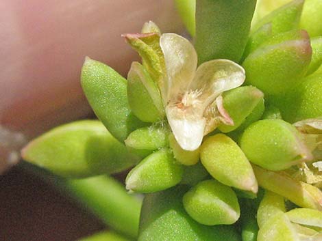 Dead Man's Fingers (Cistanthe ambigua)