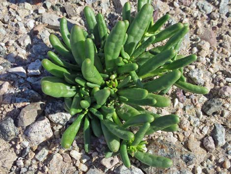 Dead Man's Fingers (Cistanthe ambigua)