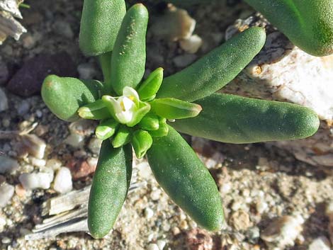 Dead Man's Fingers (Cistanthe ambigua)