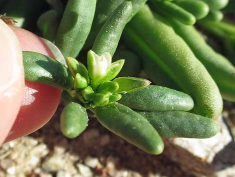 Dead Man's Fingers (Cistanthe ambigua)