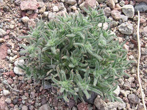 Cushion Cryptantha (Cryptantha circumscissa)