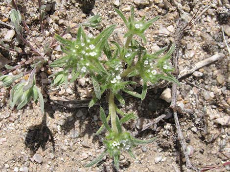 Cushion Cryptantha (Cryptantha circumscissa)