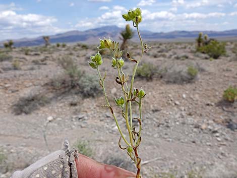 Wingnut Cryptantha (Cryptantha pterocarya)