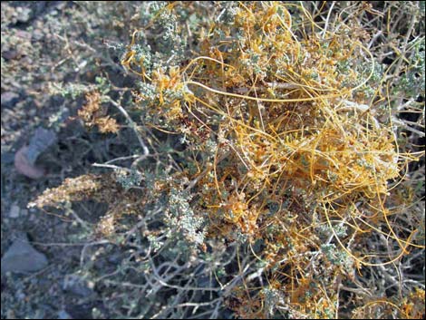 Desert Dodder (Cuscuta denticulata)