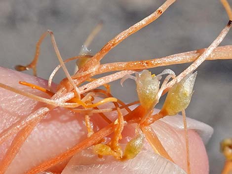 Desert Dodder (Cuscuta denticulata)