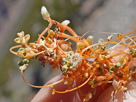 Desert Dodder (Cuscuta denticulata)