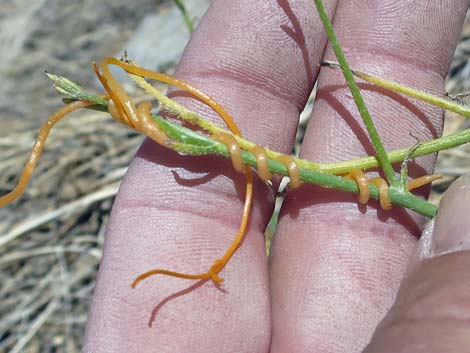 Desert Dodder (Cuscuta denticulata)