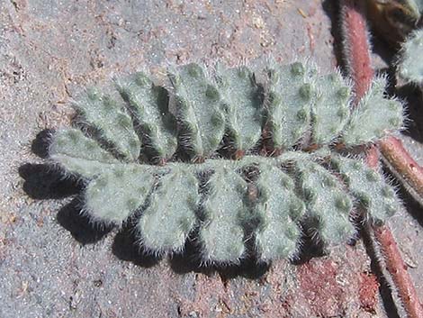 Soft Prairie Clover (Dalea mollissima)