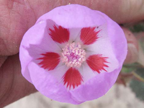 Desert Fivespot (Eremalche rotundifolia)