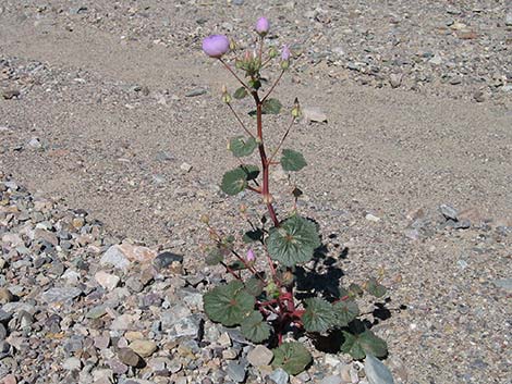 Desert Fivespot (Eremalche rotundifolia)