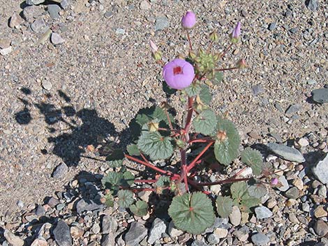 Desert Fivespot (Eremalche rotundifolia)