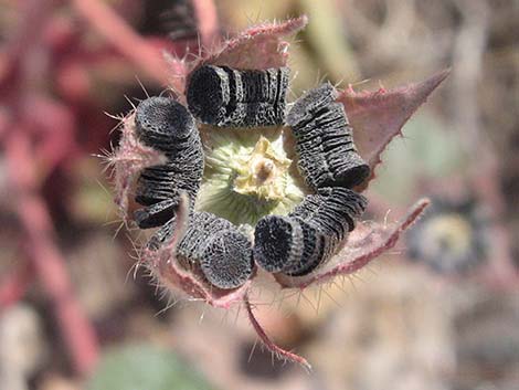 Desert Fivespot (Eremalche rotundifolia)