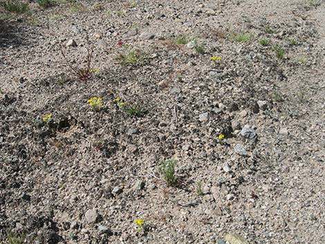 Woolly Easterbonnets (Antheropeas wallacei)