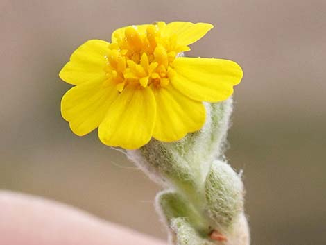 Woolly Easterbonnets (Antheropeas wallacei)