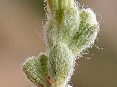 Woolly Easterbonnets (Antheropeas wallacei)