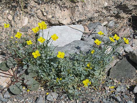 Desert Poppy (Eschscholzia glyptosperma)