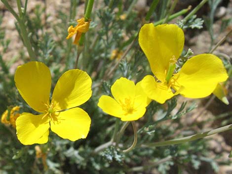 Pygmy Poppy (Eschscholzia minutiflora)